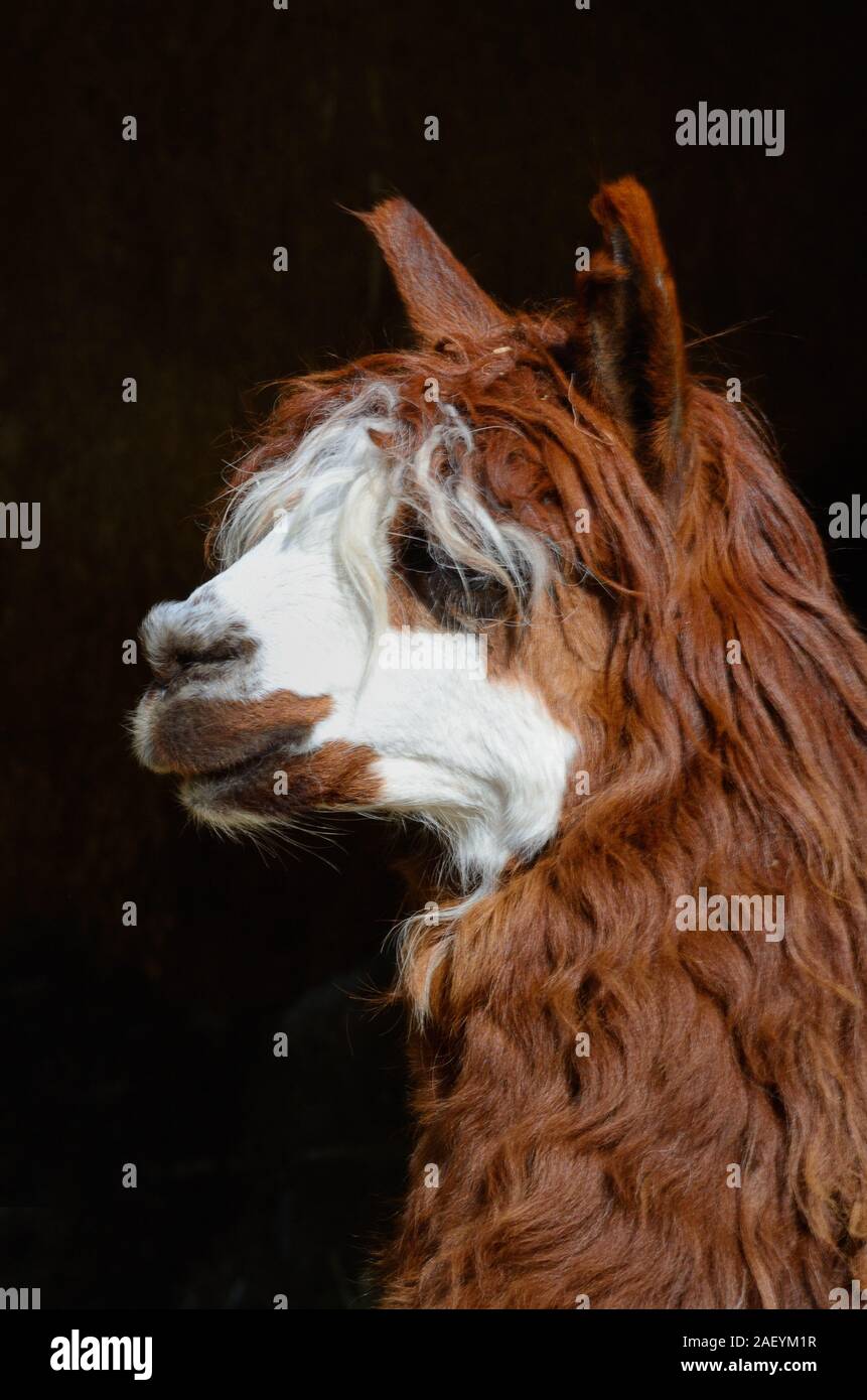 Alpaca Portrait, Vicugna pacos Stock Photo
