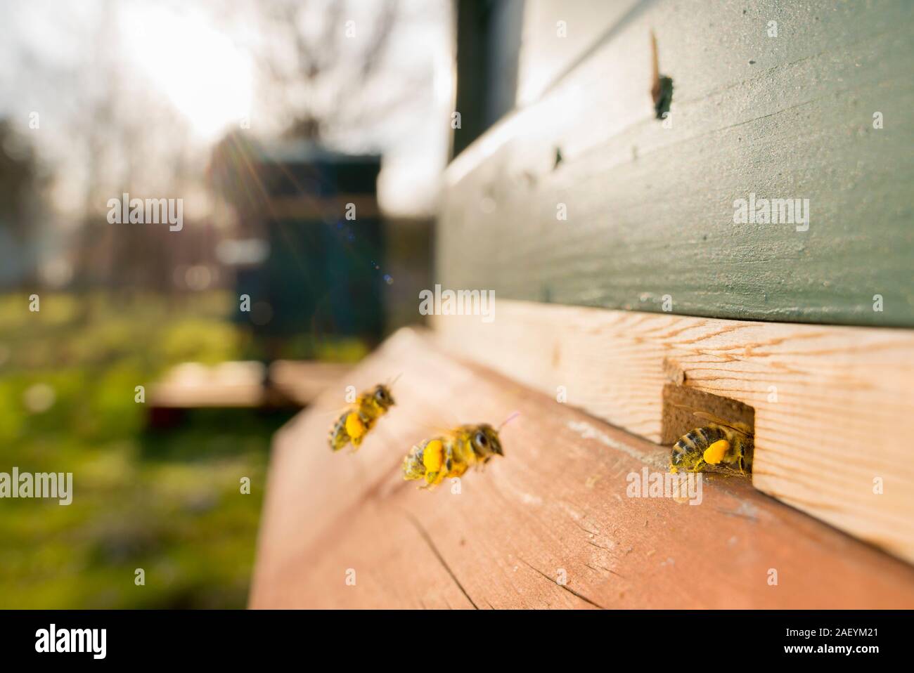 Bees captured midflight as they return to their hive still carrying pollen on their legs Stock