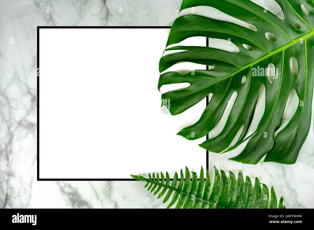 monastera philodendron leaf on marble background natural design background frame concept with white empty paper . Stock Photo