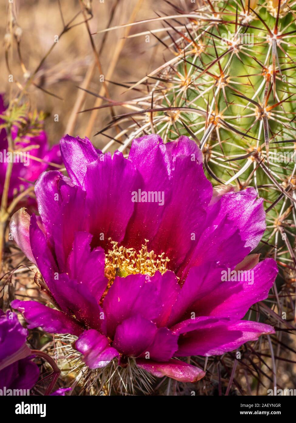 Engelmann's Hedgehog (Purple torch) cactus blossom, Lava Flow Trail, Snow Canyon State Park, Saint George, Utah. Stock Photo