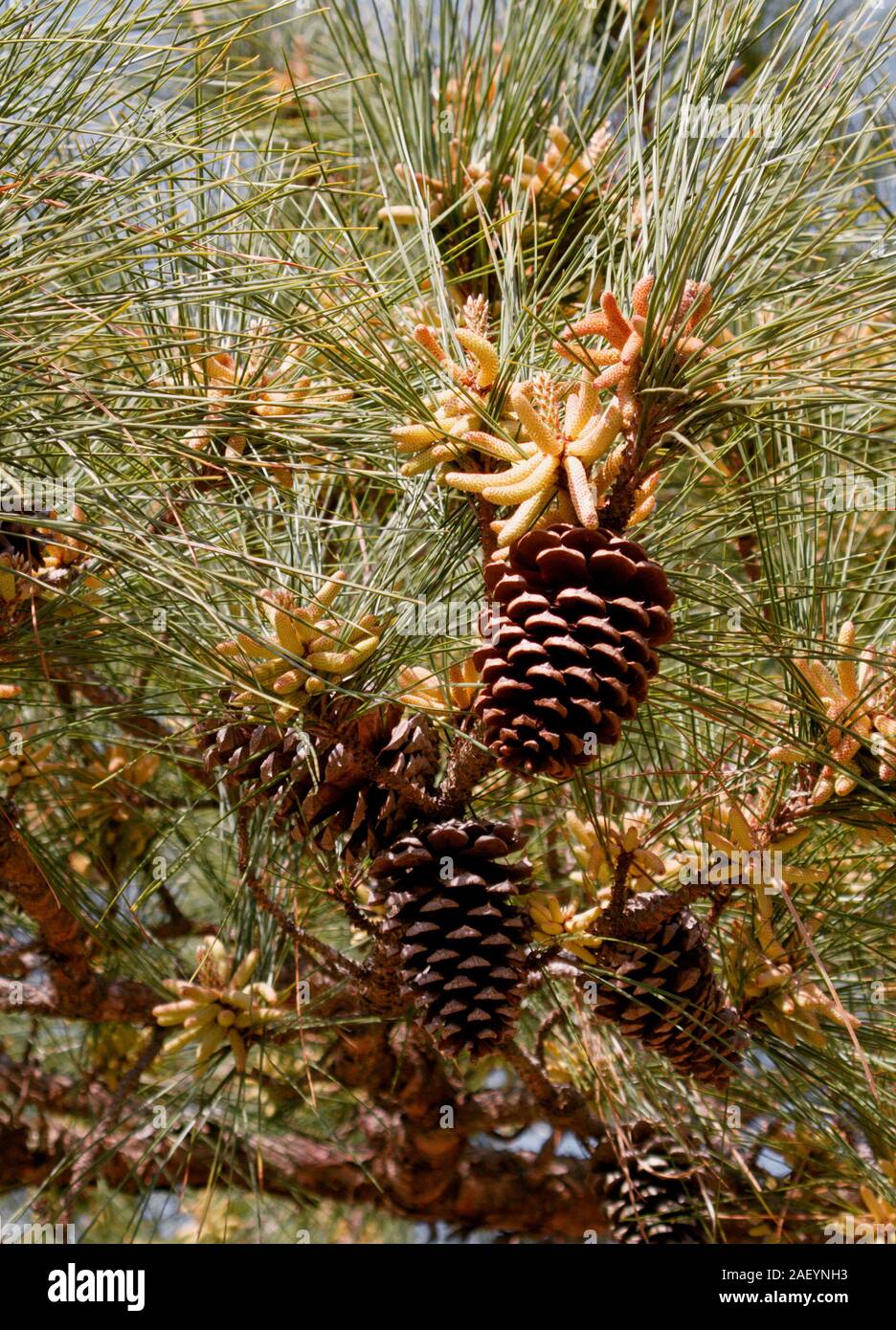 Loblolly Pine  cones - Pinus taeda Stock Photo