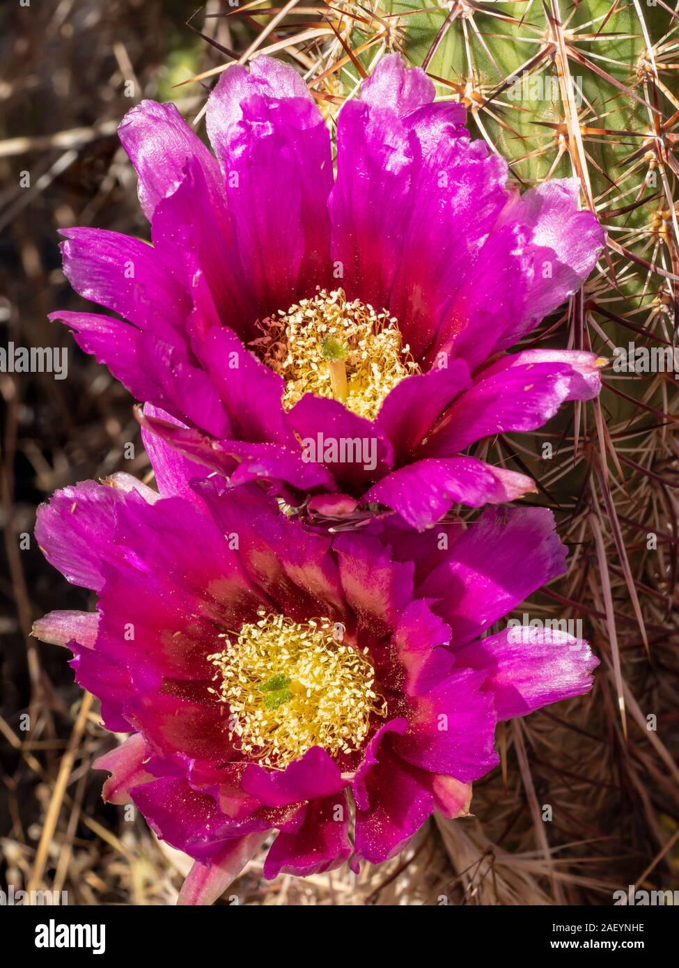 Engelmann's Hedgehog (Purple torch) cactus blossom, Lava Flow Trail, Snow Canyon State Park, Saint George, Utah. Stock Photo