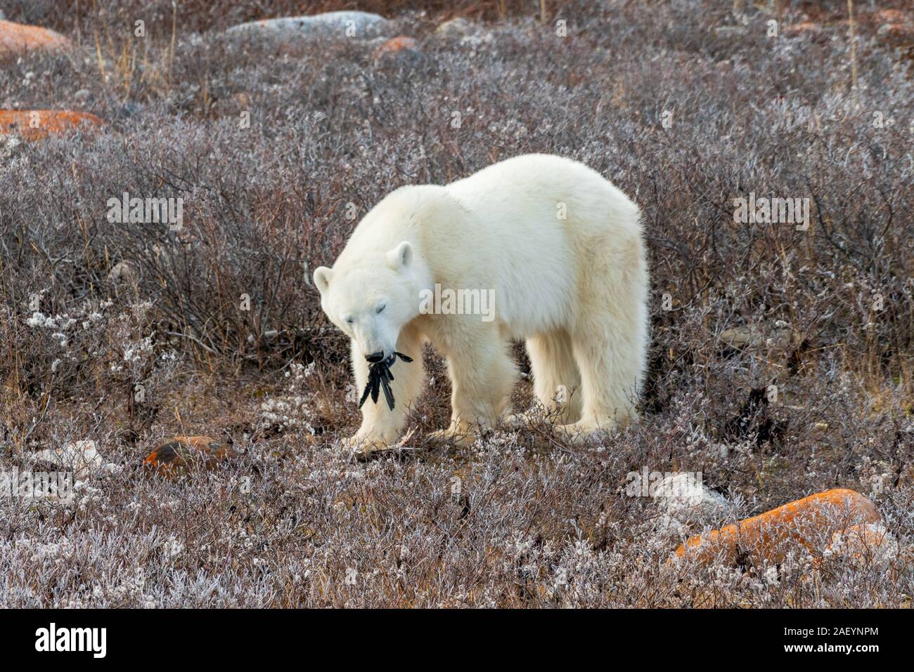 carnivores far north download carnivores far north download