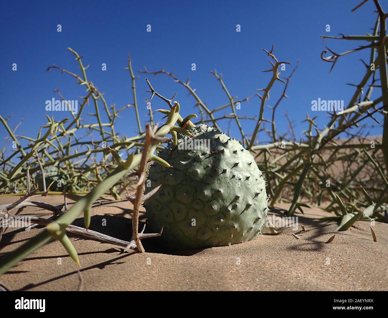 Swakopmund, Namibia. 23rd Nov, 2019. Nara fruits (Acanthosicyos horridus) grow in the sand in the desert near Swakopmund. Credit: Oliver Berg/dpa/Alamy Live News Stock Photo