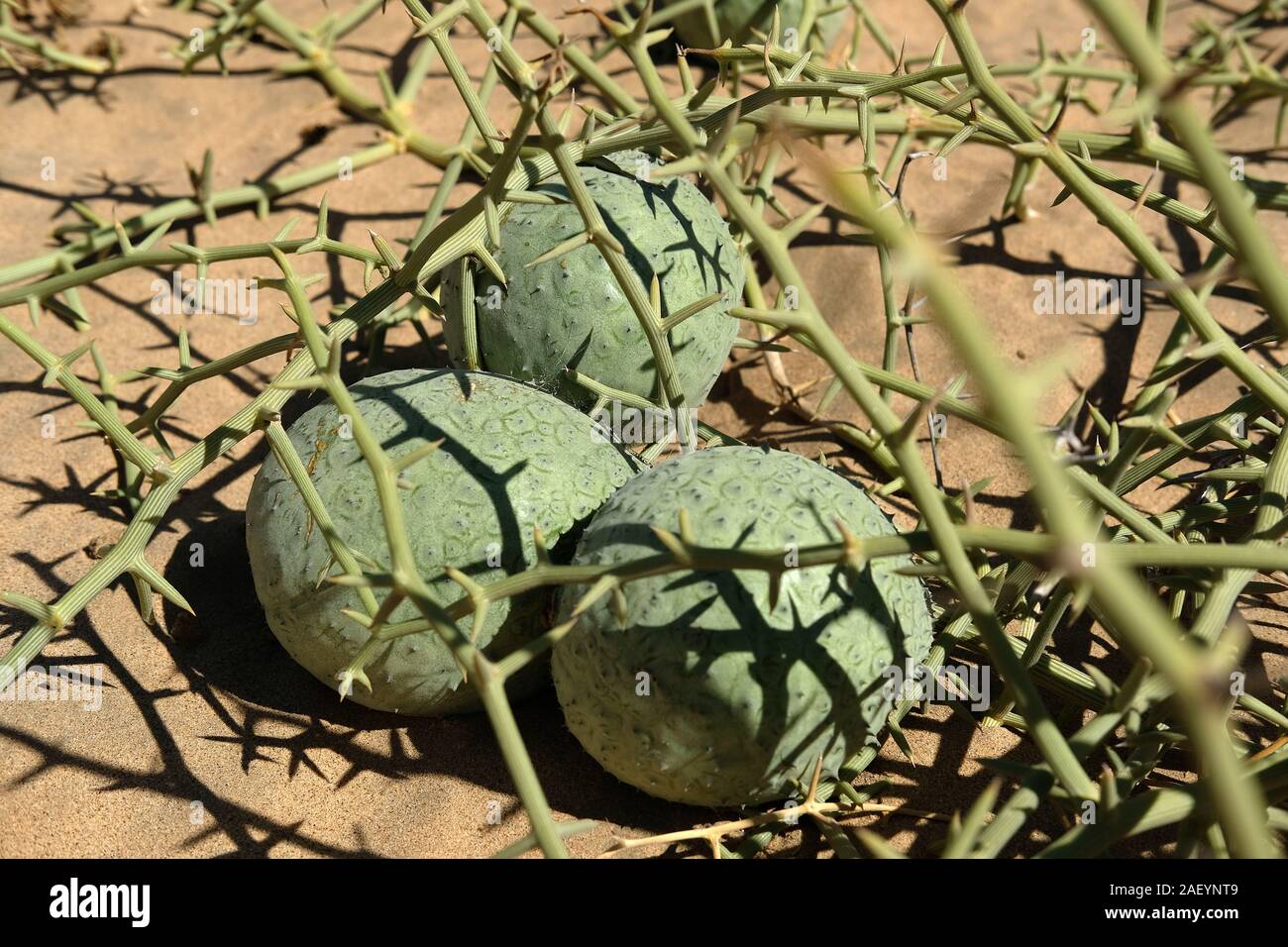 Swakopmund, Namibia. 23rd Nov, 2019. Nara fruits (Acanthosicyos horridus) grow in the sand in the desert near Swakopmund. Credit: Oliver Berg/dpa/Alamy Live News Stock Photo