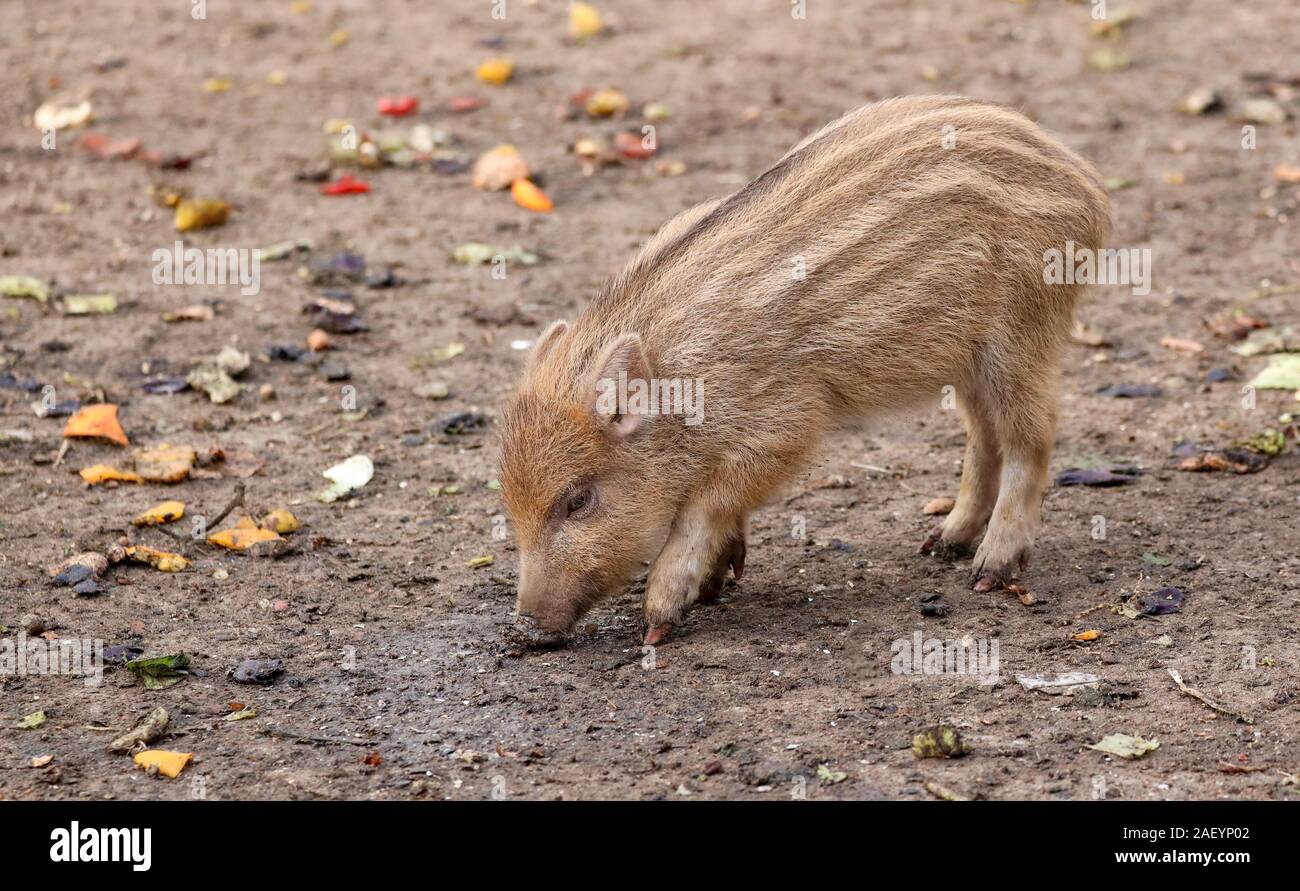 The young wild boar was not disturbed when looking for food. It lives in an animal enclosure and is used to humans. Stock Photo