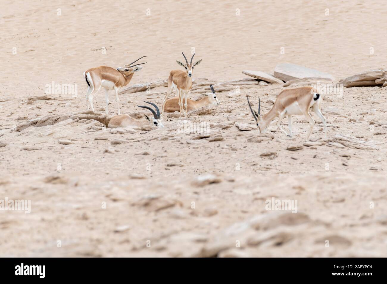 Arabian sand gazelles in the desert Stock Photo - Alamy