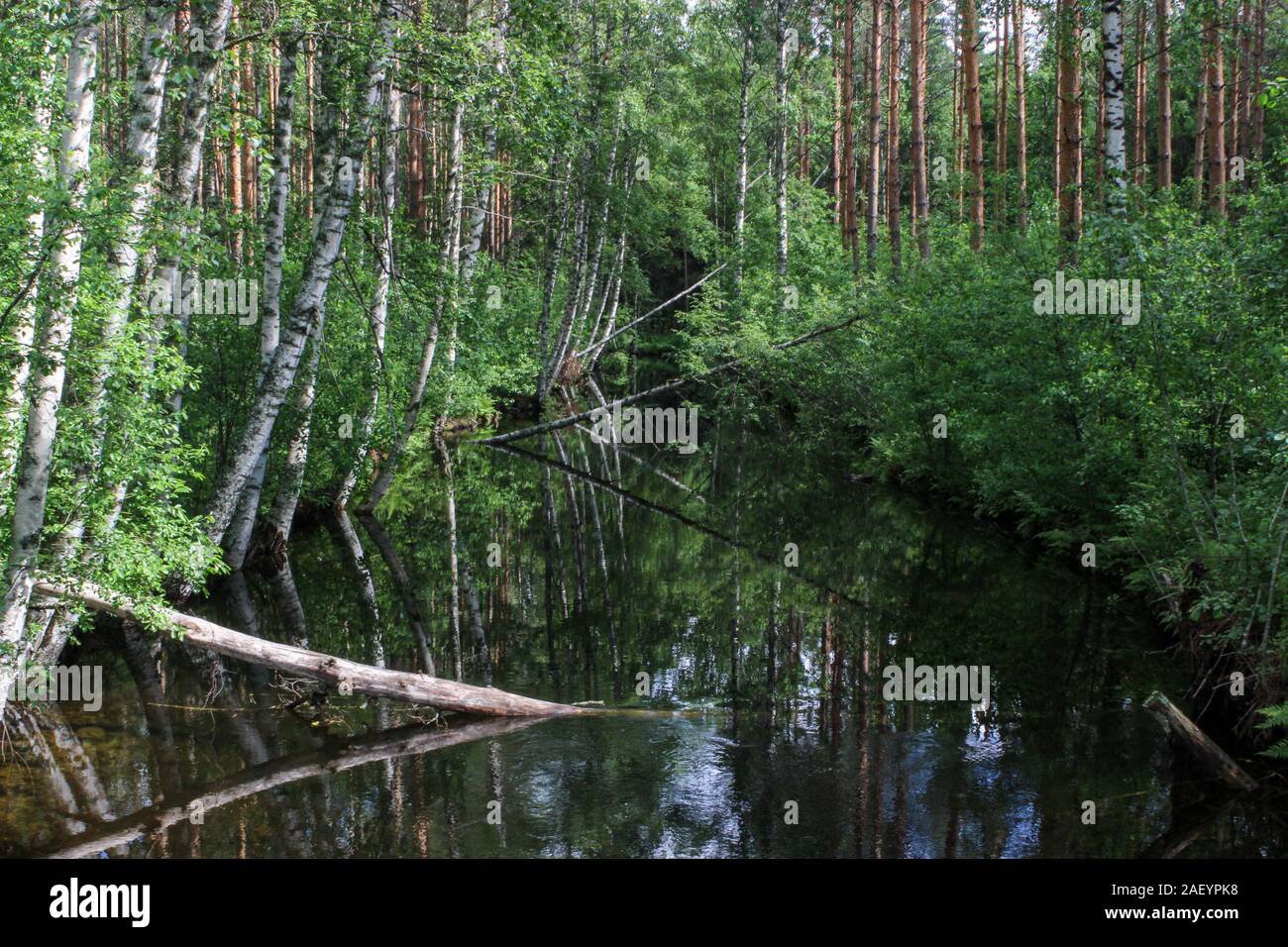 Forest creek in South-East Finland Stock Photo