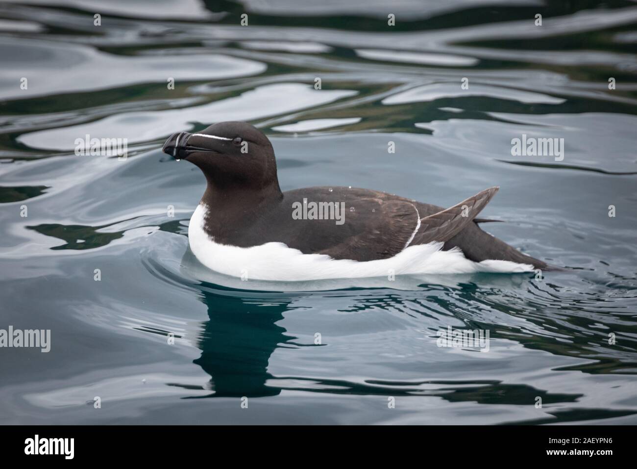 Razorbill in the water off The Shiant Islands Stock Photo