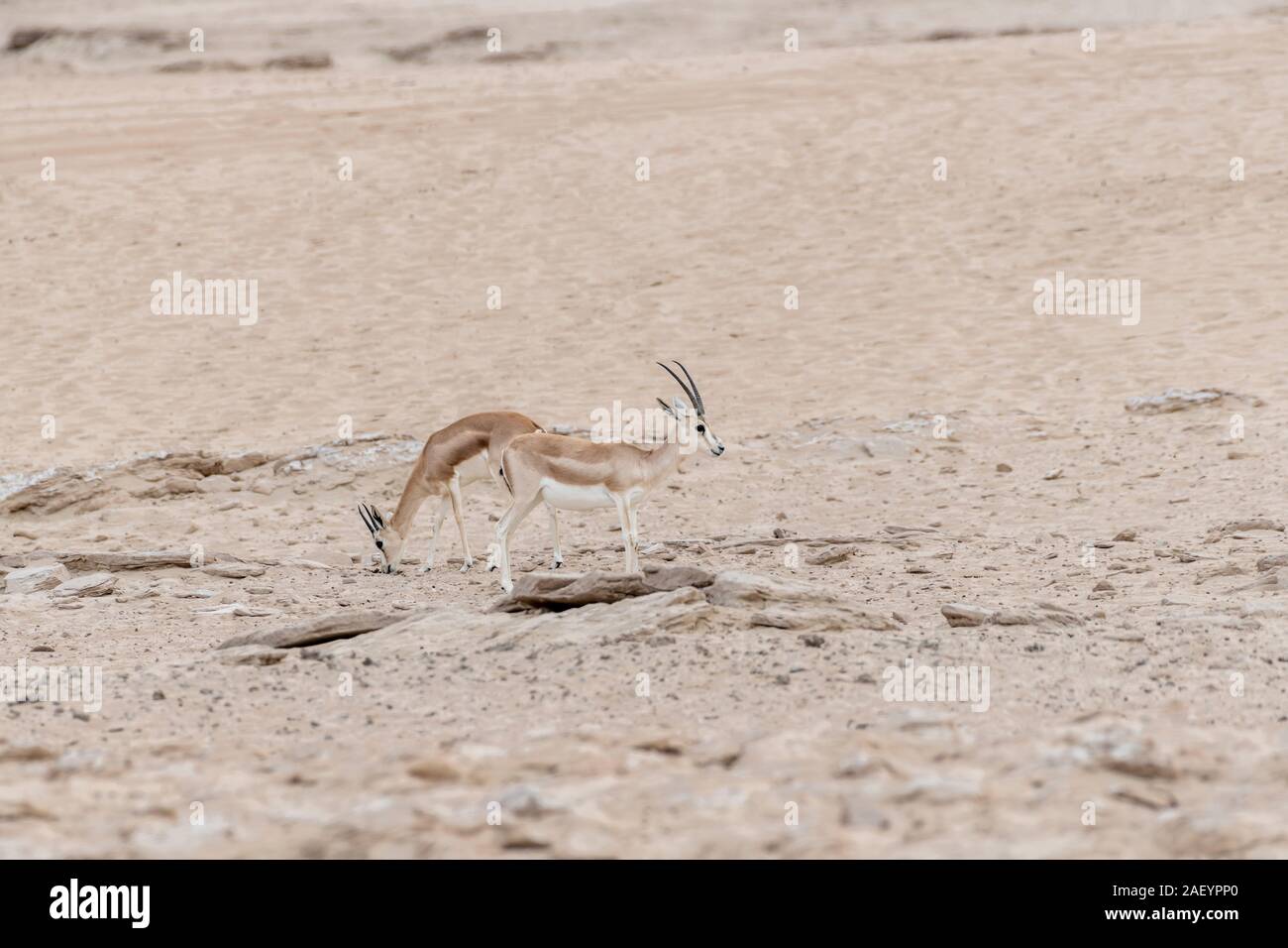 Arabian sand gazelles seen in the desert Stock Photo - Alamy