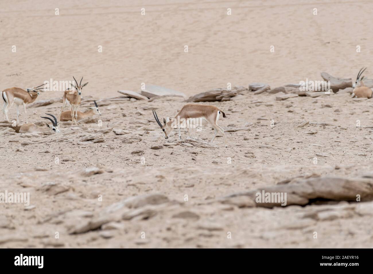 Arabian sand gazelles in the desert Stock Photo - Alamy