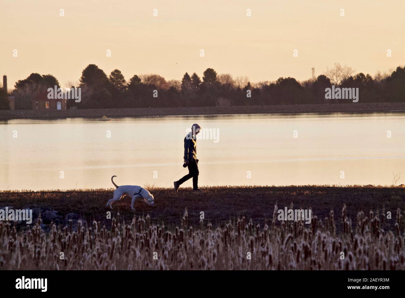An individual lady walks her large white dog along the bank of a lake in the early morning light. Stock Photo