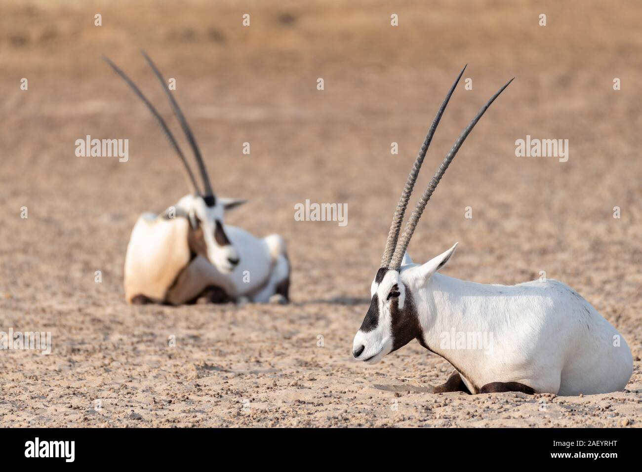 Arabian oryxes resting in the desert of the Middle East, Arabian Peninsula Stock Photo