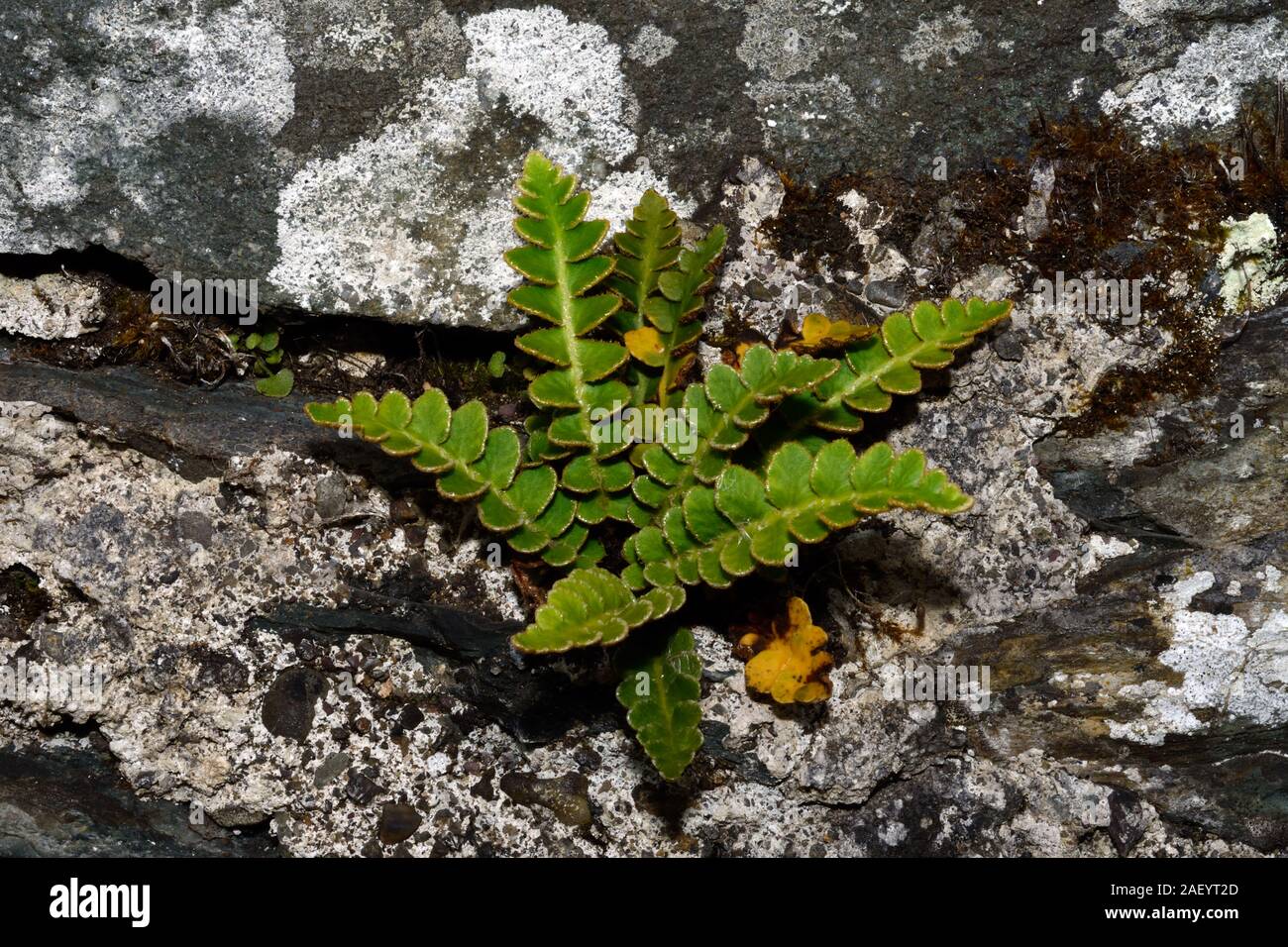 Ceterach officinarum (rustyback) is a fern found in Western and Central Europe including the Mediterranean region in fissures in carbonate rocks. Stock Photo