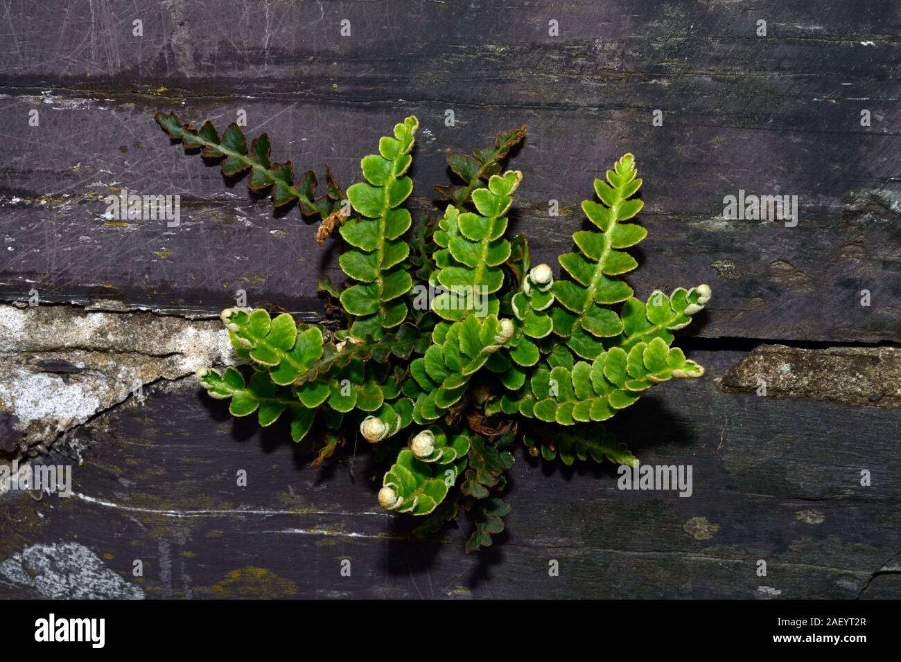 Ceterach officinarum (rustyback) is a fern found in Western and Central Europe including the Mediterranean region in fissures in carbonate rocks. Stock Photo