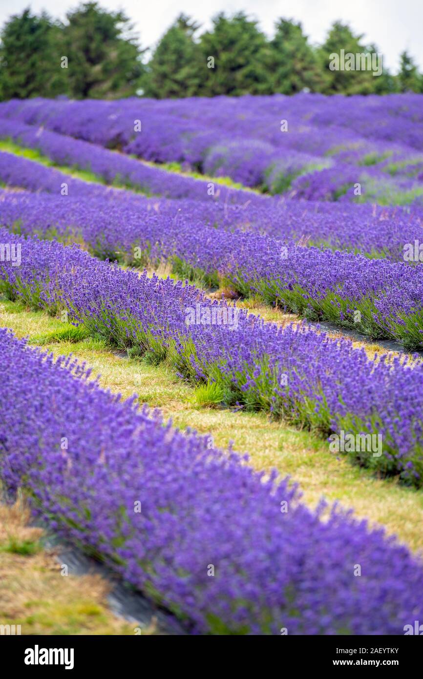 Lavender fields at Snowshill in the Cotswolds, Worcestershire, England, UK Stock Photo