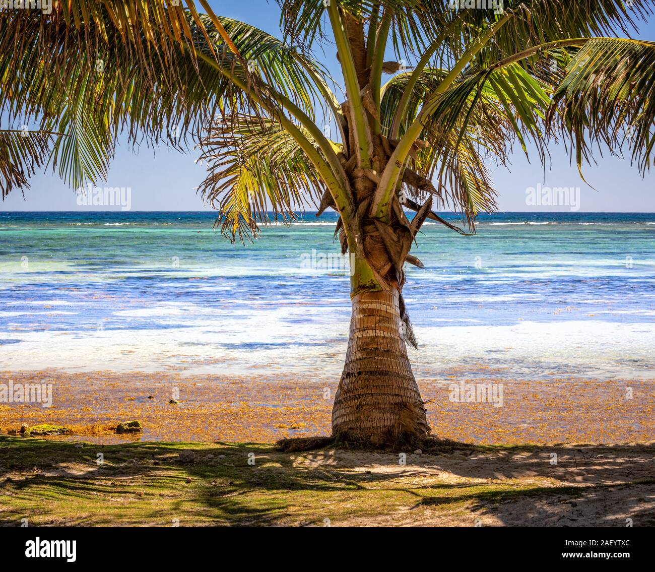 Palm tree on the colorful coast of Mahahual, Quintana Roo, Mexico. Stock Photo