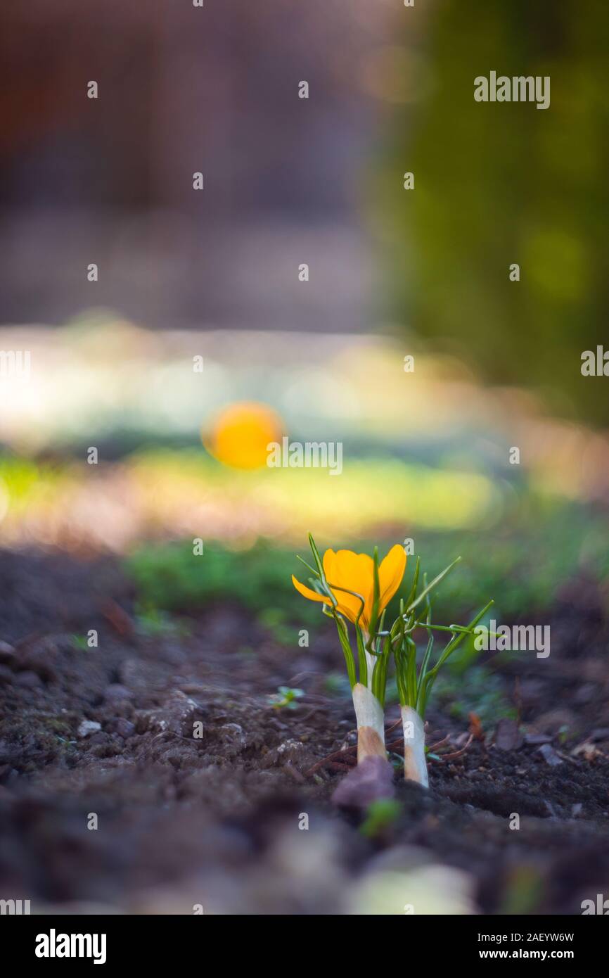 Crocus flower on a dark ground background Stock Photo