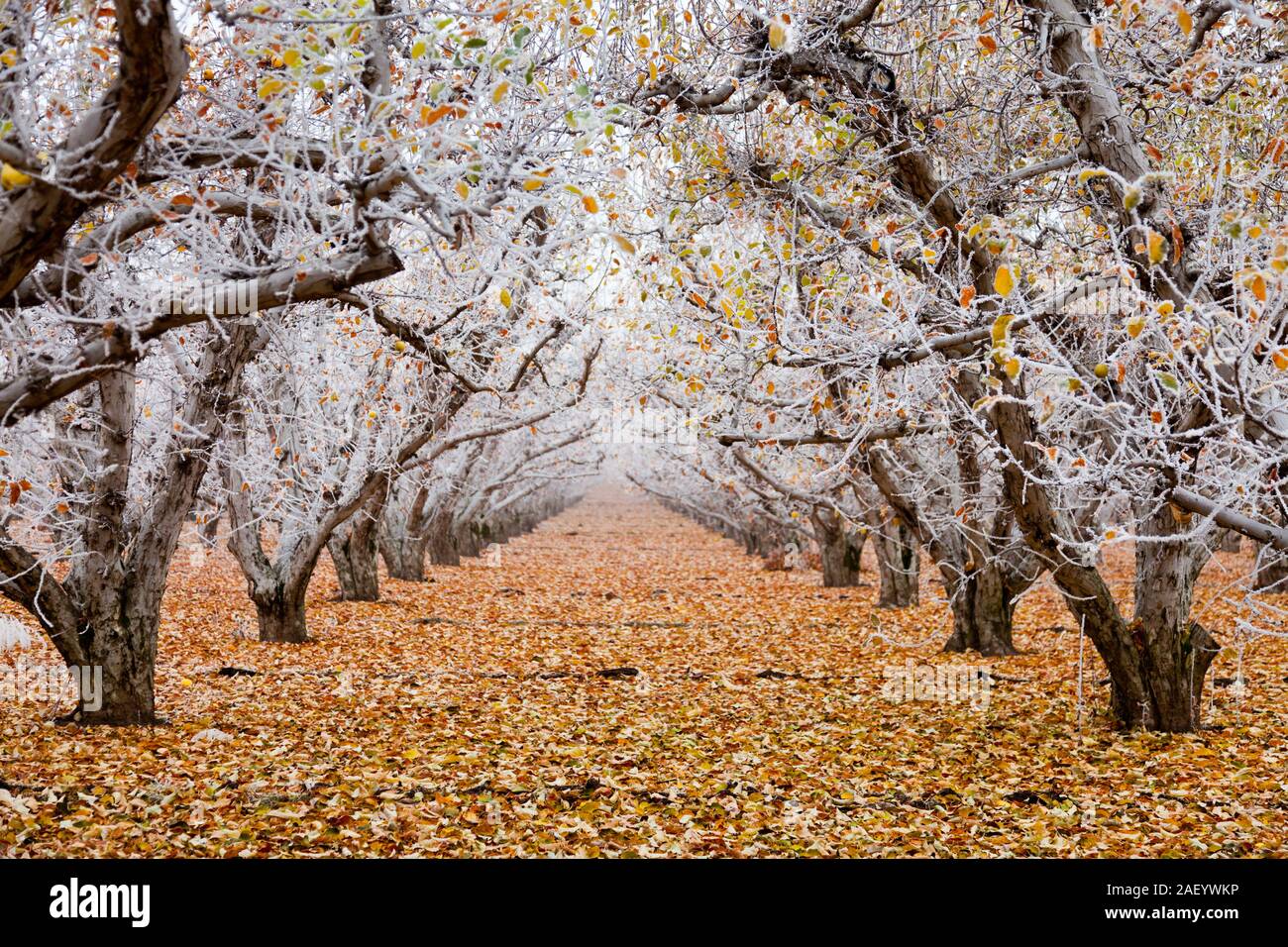 Golden Delicious apple orchard with hoarfrost on the branches and autumn leaves in winter Stock Photo