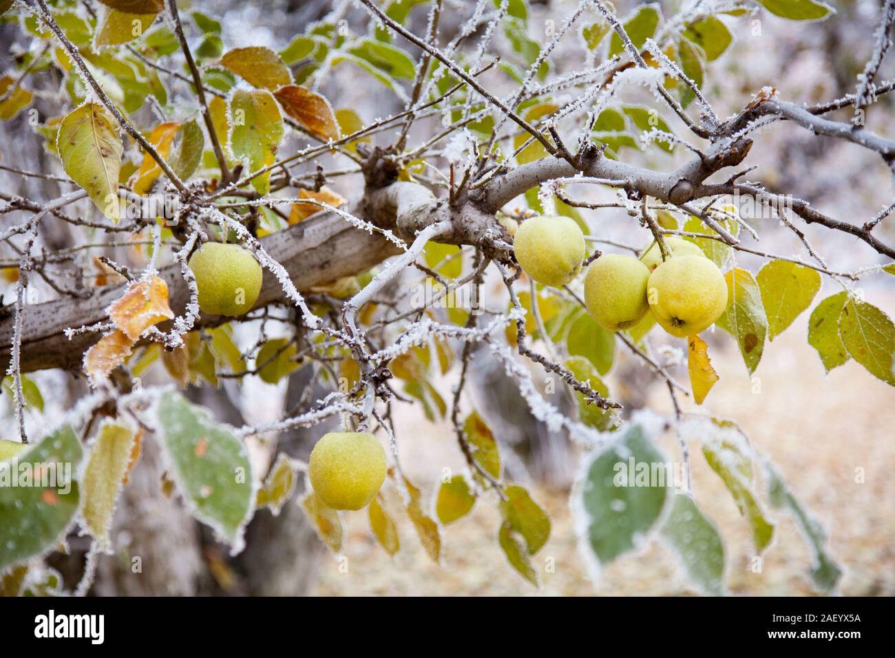 A golden delicious apple orchard in winter with apples and autumn leaves still on the tree in Washington state Stock Photo