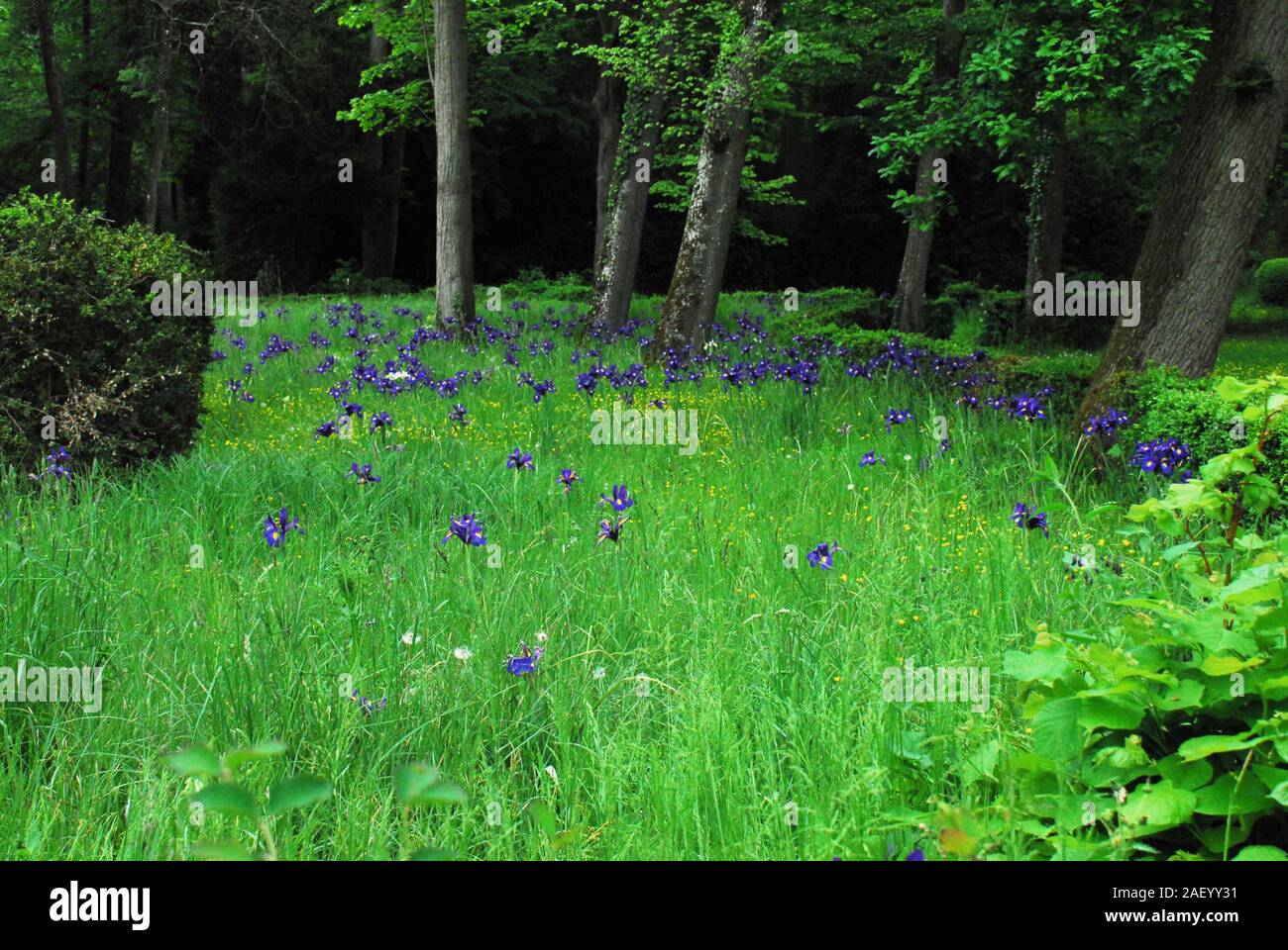 Colorful wildflowers hi-res stock photography and images - Alamy