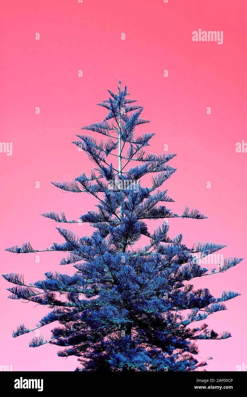 Vertical Image of Pop Art Style Blue Christmas Tree on Pink Background Stock Photo