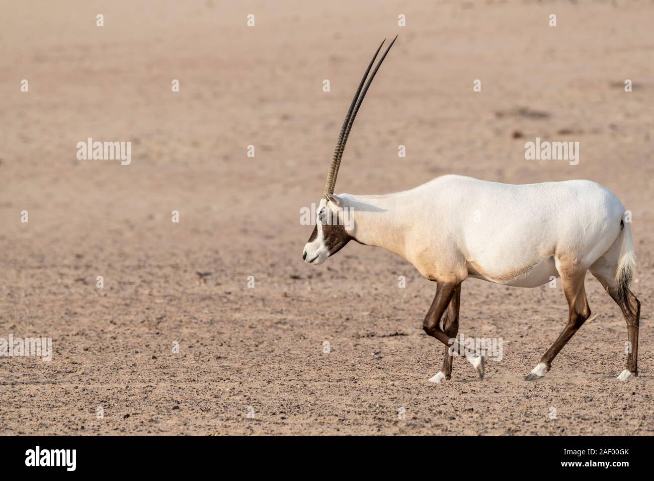 Arabian oryx walking in the desert of the Middle East, Arabian Peninsula Stock Photo