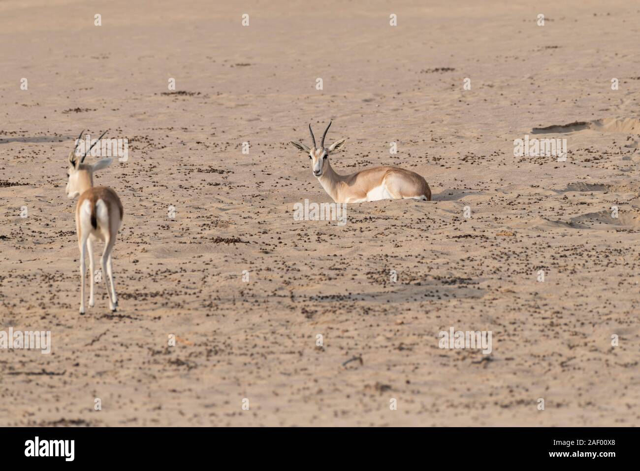 Arabian sand gazelle oman hi-res stock photography and images - Alamy