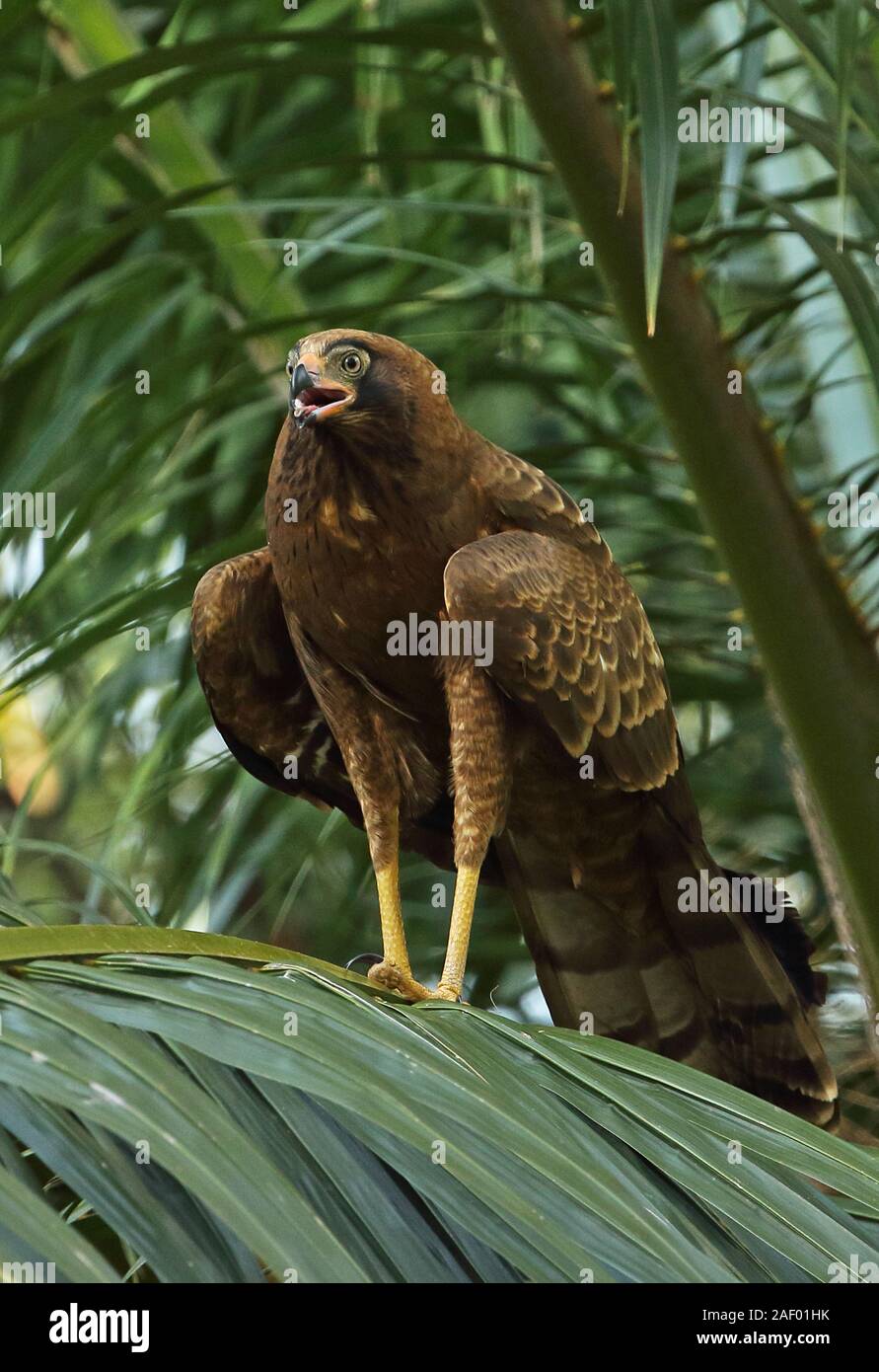 African harrier hawks hi-res stock photography and images - Alamy