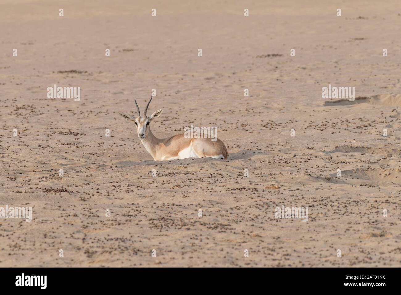 Arabian sand gazelle in the desert of the Middle East, Arabian ...