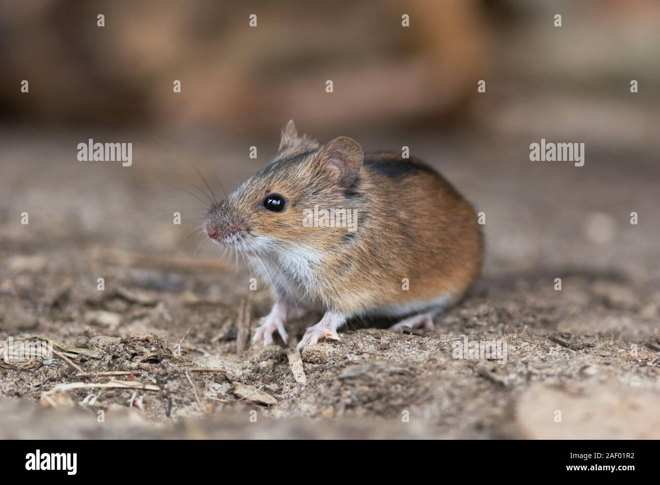 The striped field mouse (Apodemus agrarius) is a rodent in the family Muridae. Photo was taken in Ukraine Stock Photo