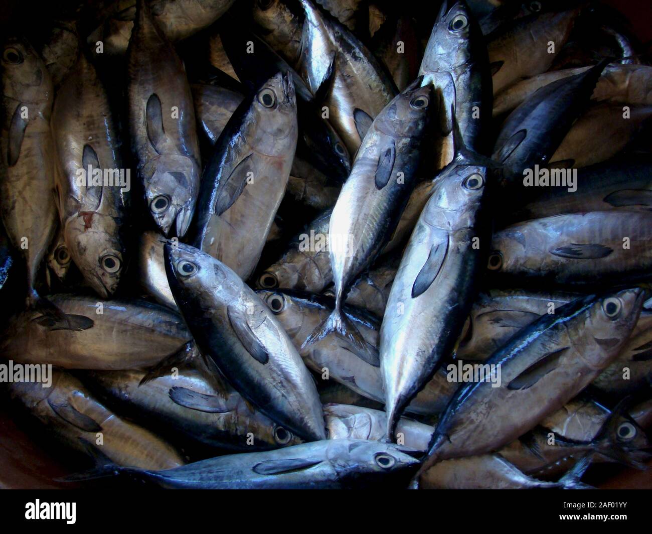 Freshly caught baby tuna for sale at a fish stall in Mindoro island