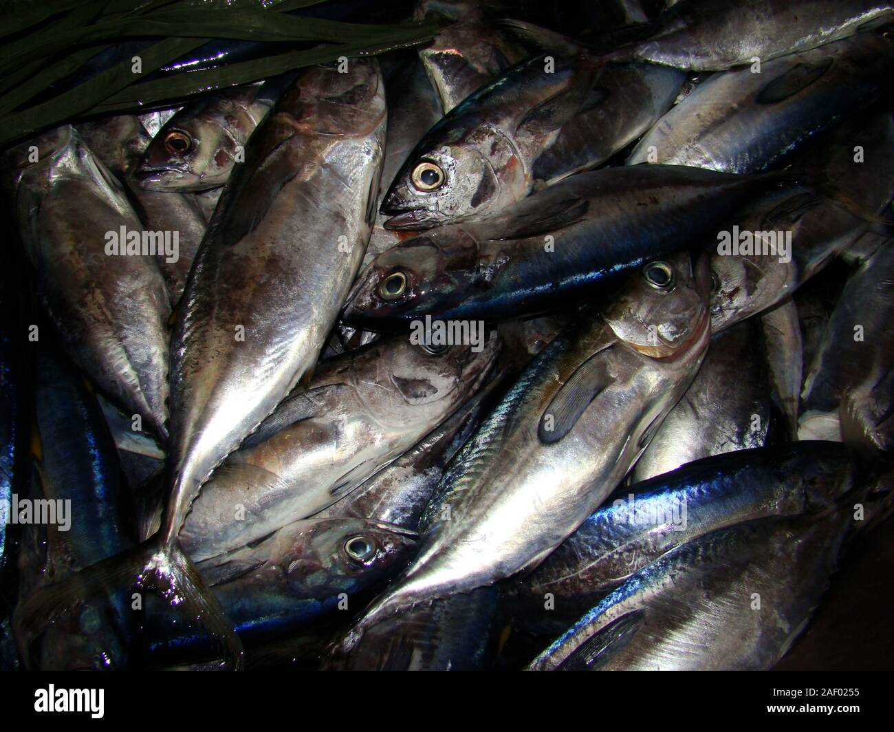 Freshly caught baby tuna for sale at a fish stall in Mindoro island