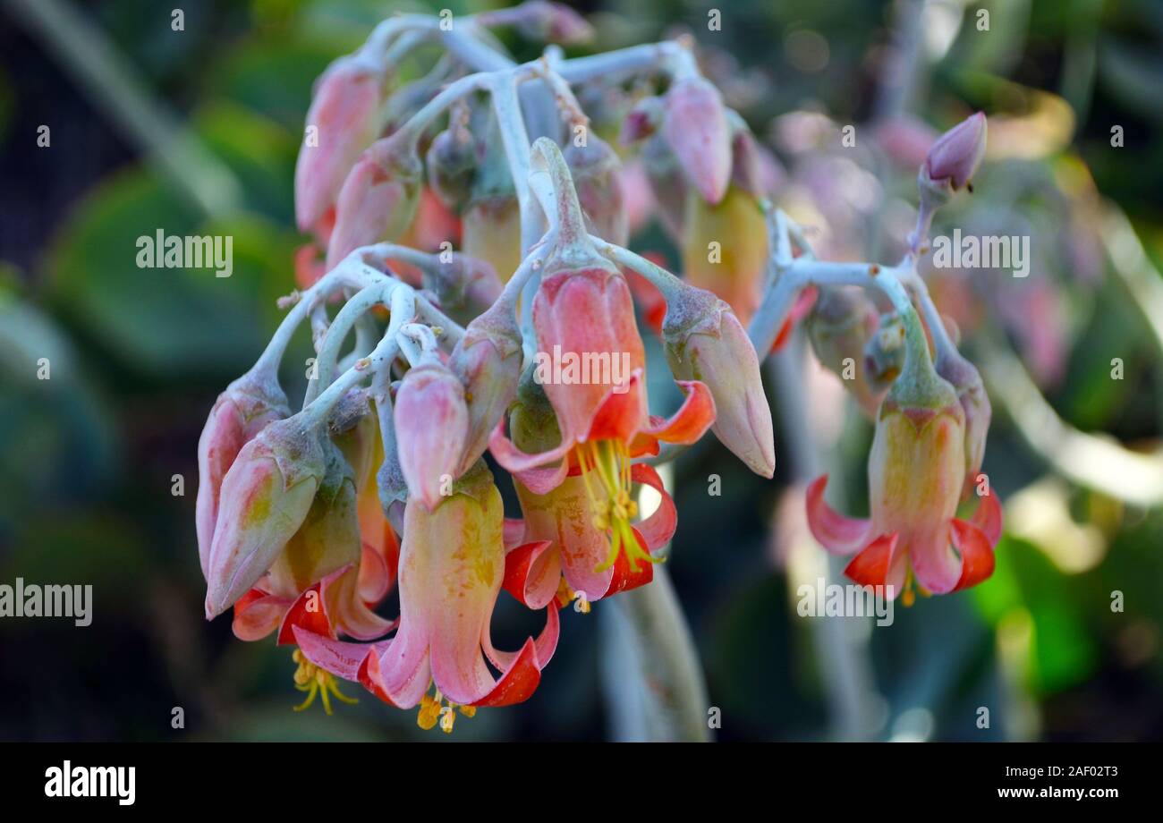 Cotyledon orbiculata is a succulent shrub up to 5 feet  1,5 m tall. Pig's ear. Native to South Africa. Medicinal uses. Invasive plant in New Zealand. Stock Photo