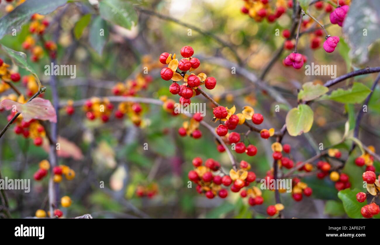 Bittersweet vine hires stock photography and images Alamy