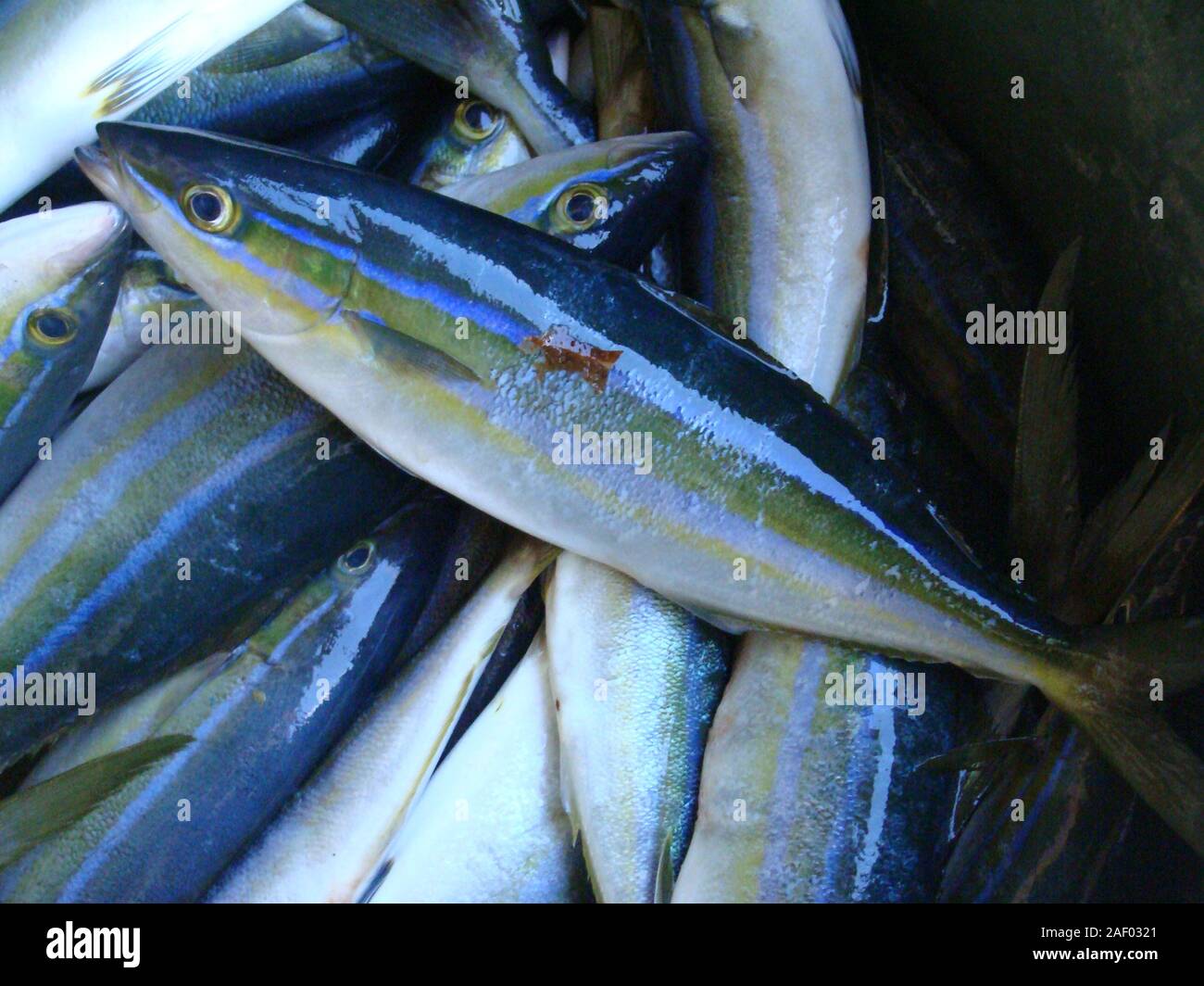 Freshly caught juvenile Yellowtail Seriola lalandi for sale at a fish