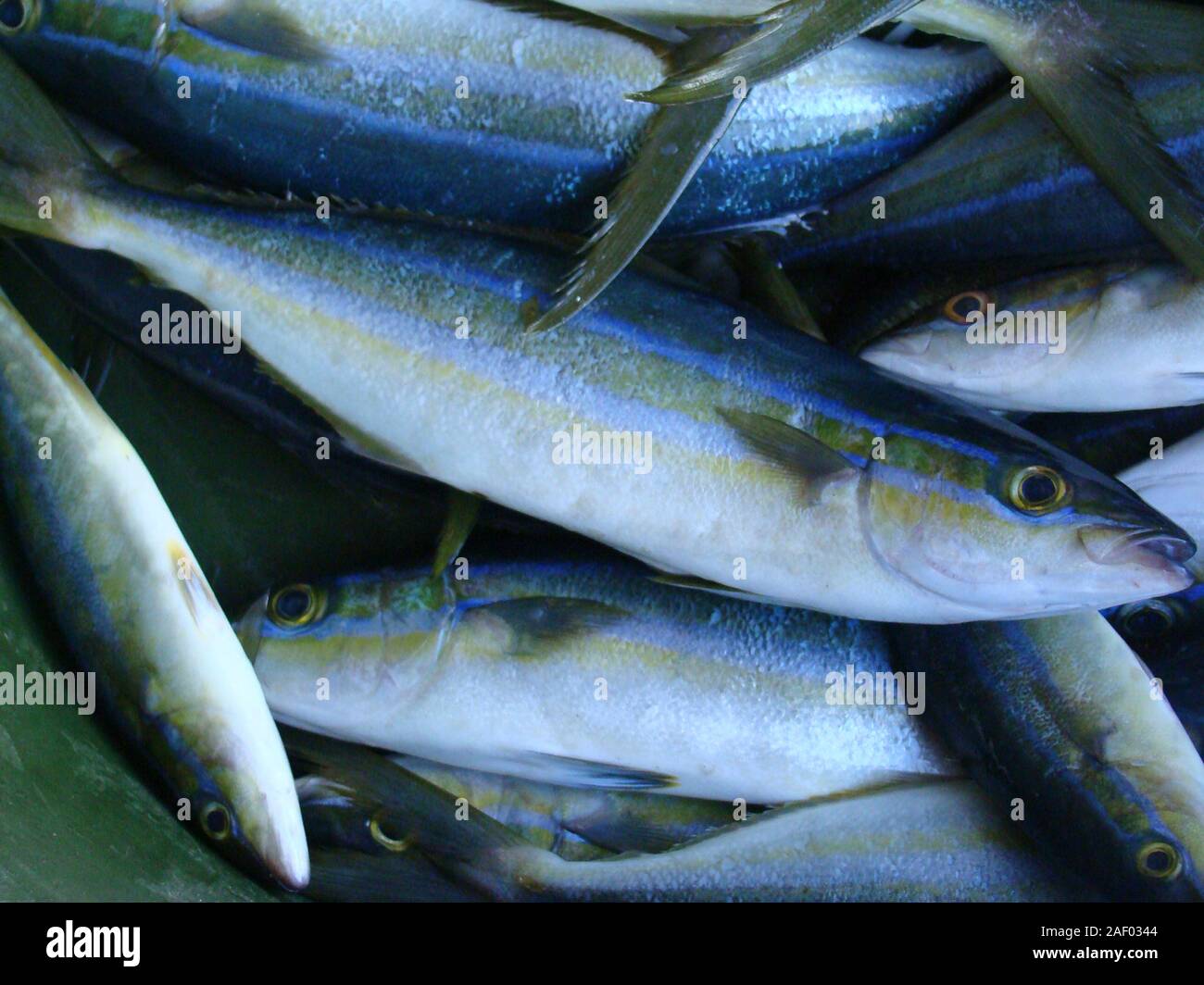 Freshly caught juvenile Yellowtail Seriola lalandi for sale at a fish