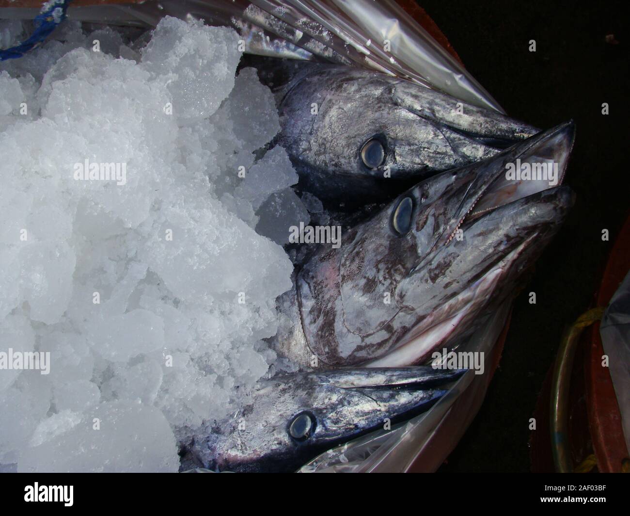 Freshly caught Narrowbarred Spanish mackerel commerson