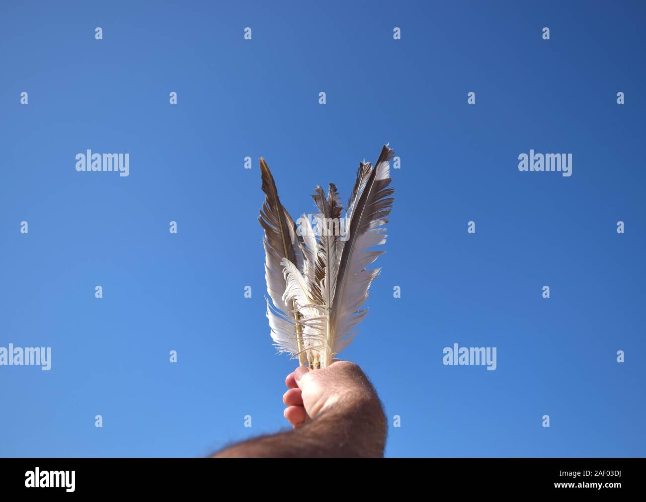 Seagull feathers in the male hand on blue sky background Stock Photo ...