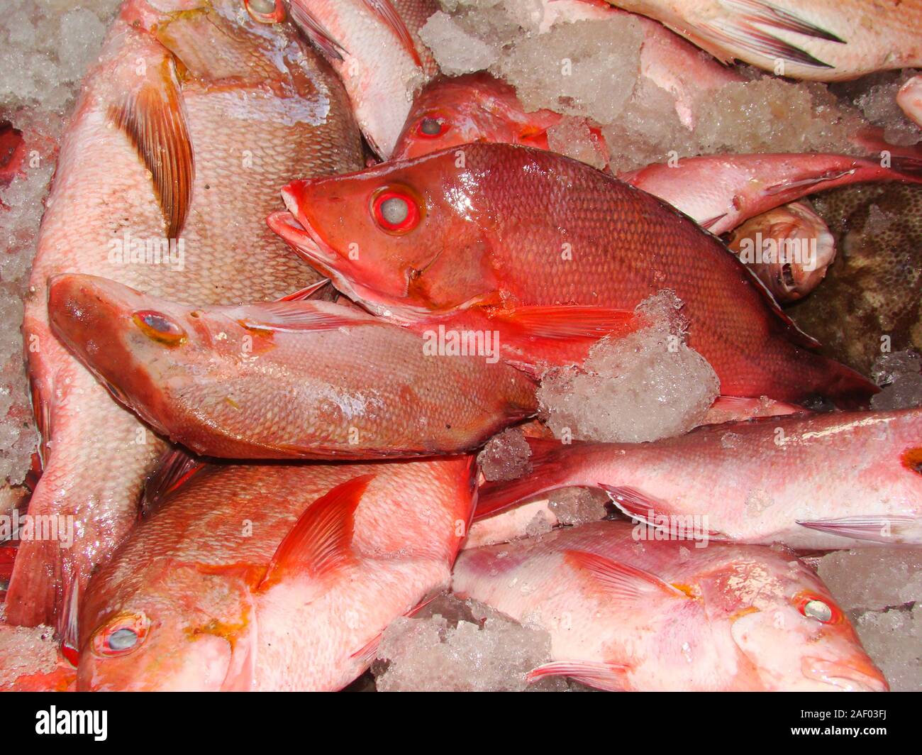 Reef fish (snappers, hogfish) for sale at a fish stall in Mindoro