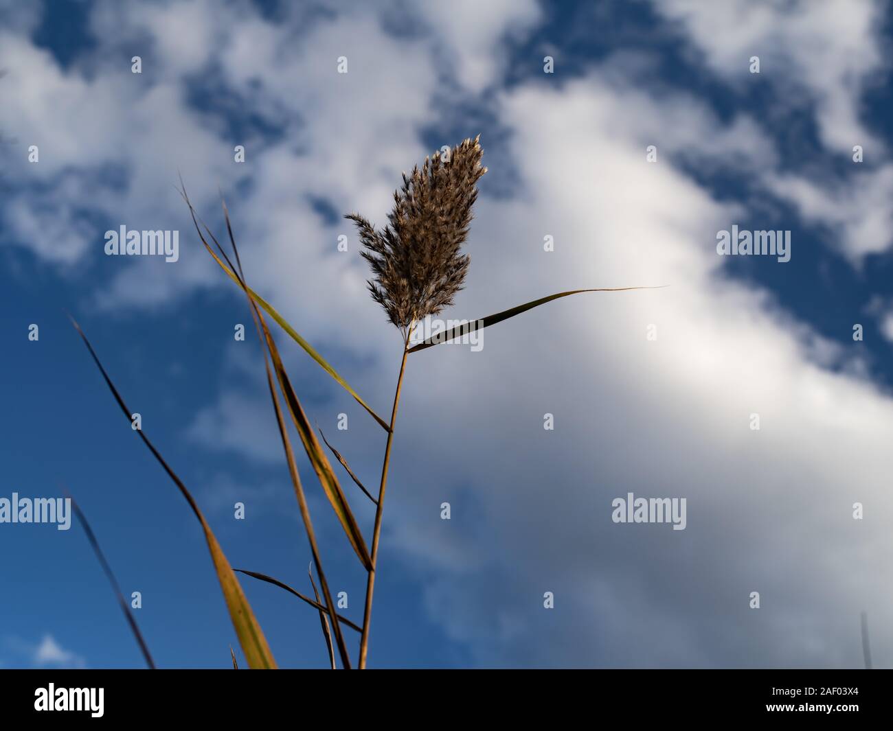 One, Single, Tall Reed Against a Partly Cloudy Sky Stock Photo - Alamy