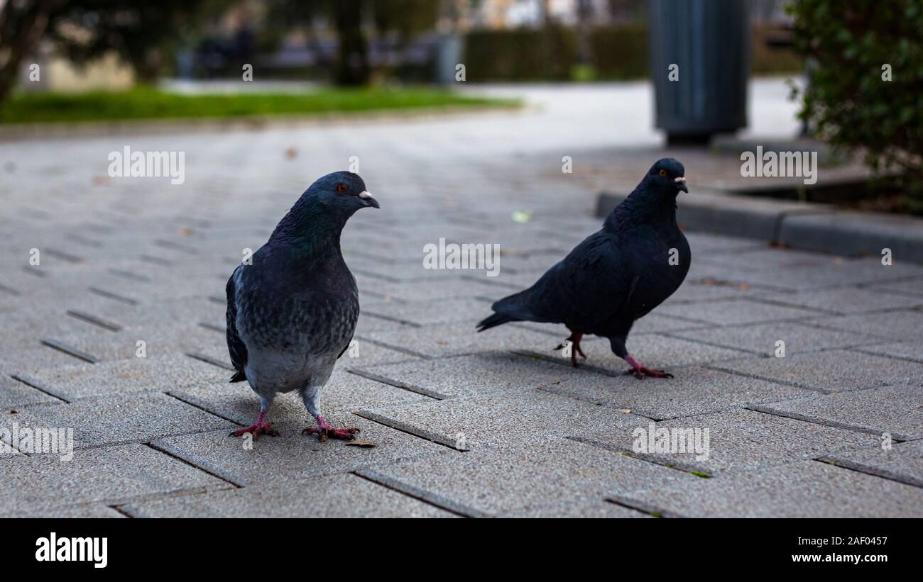 pigeons walking at the park and staring at the camera Stock Photo Alamy