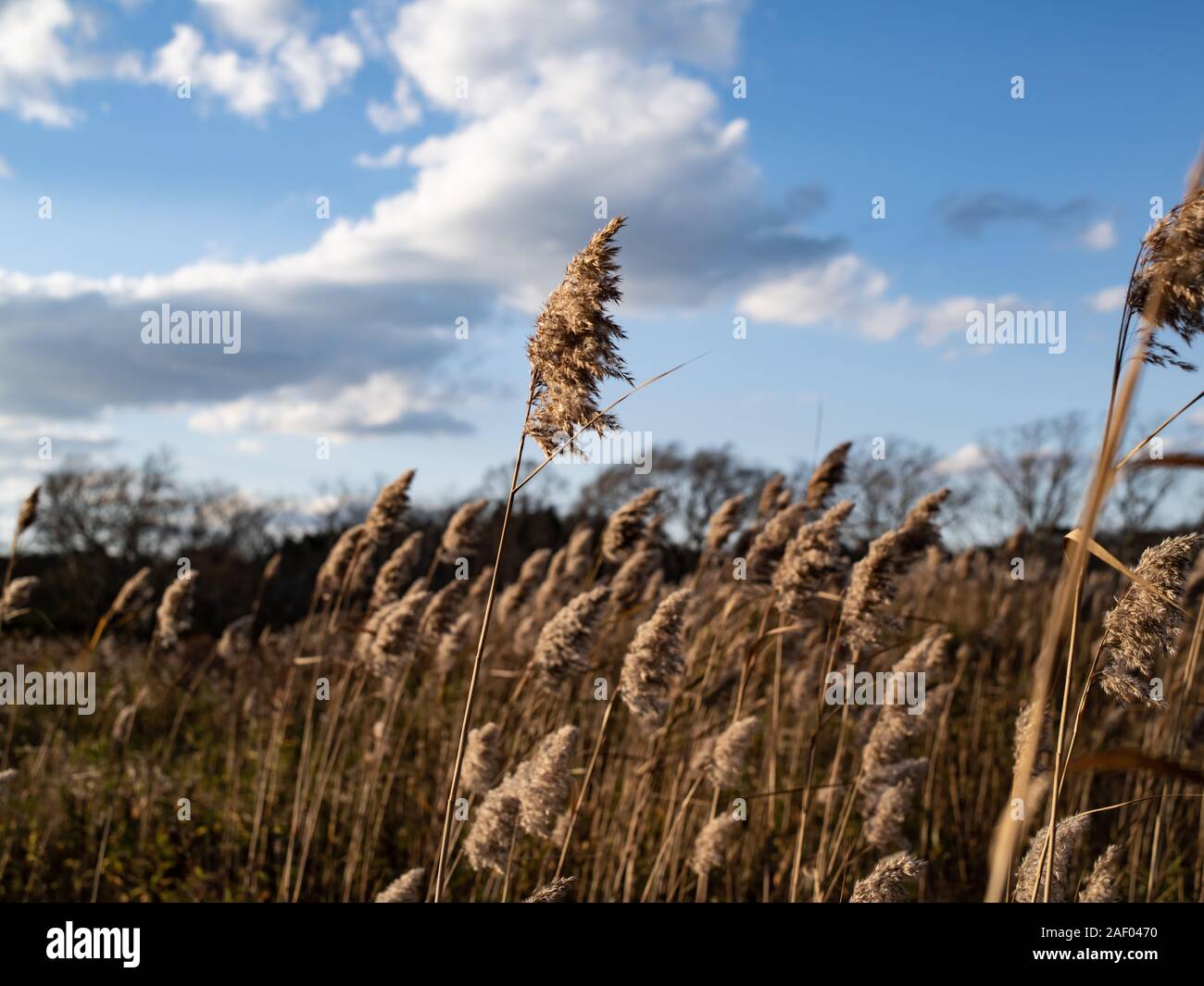 A Reed Stands Tall in a Marsh Stock Photo - Alamy