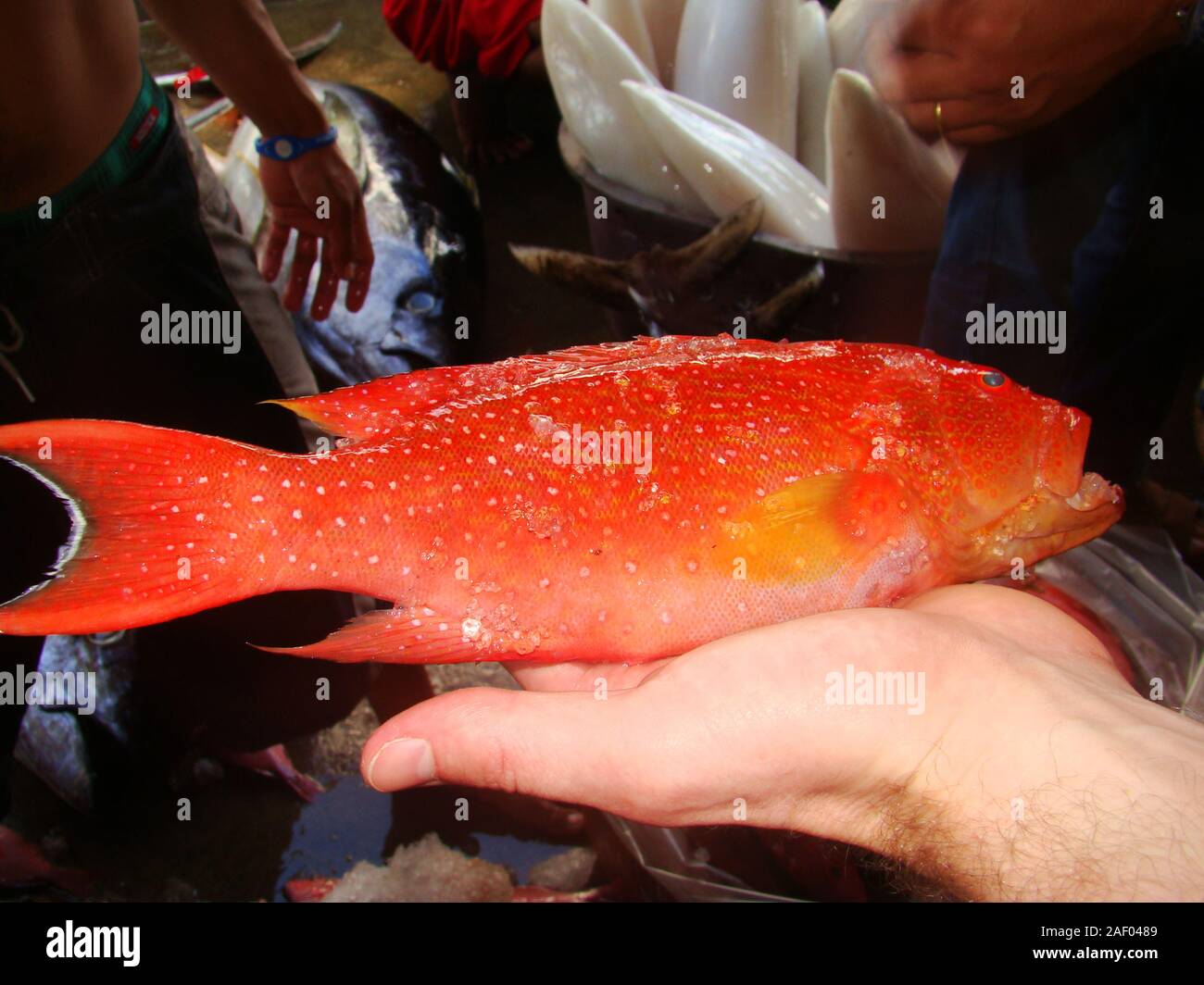 Freshly caught juvenile grouper for sale at a fish stall in Mindoro island, Philippines Stock Photo