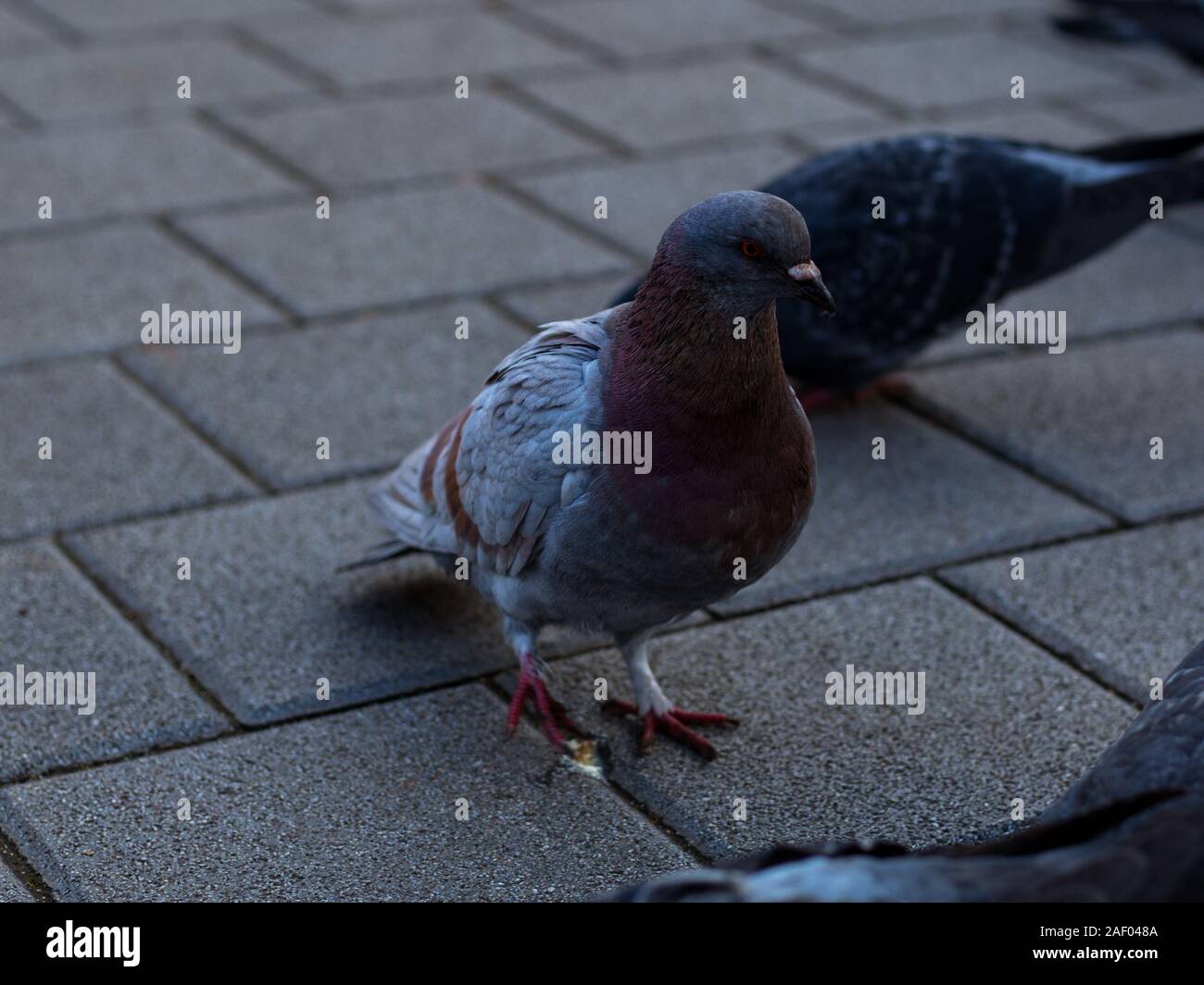 pigeons walking at the park and staring at the camera Stock Photo Alamy