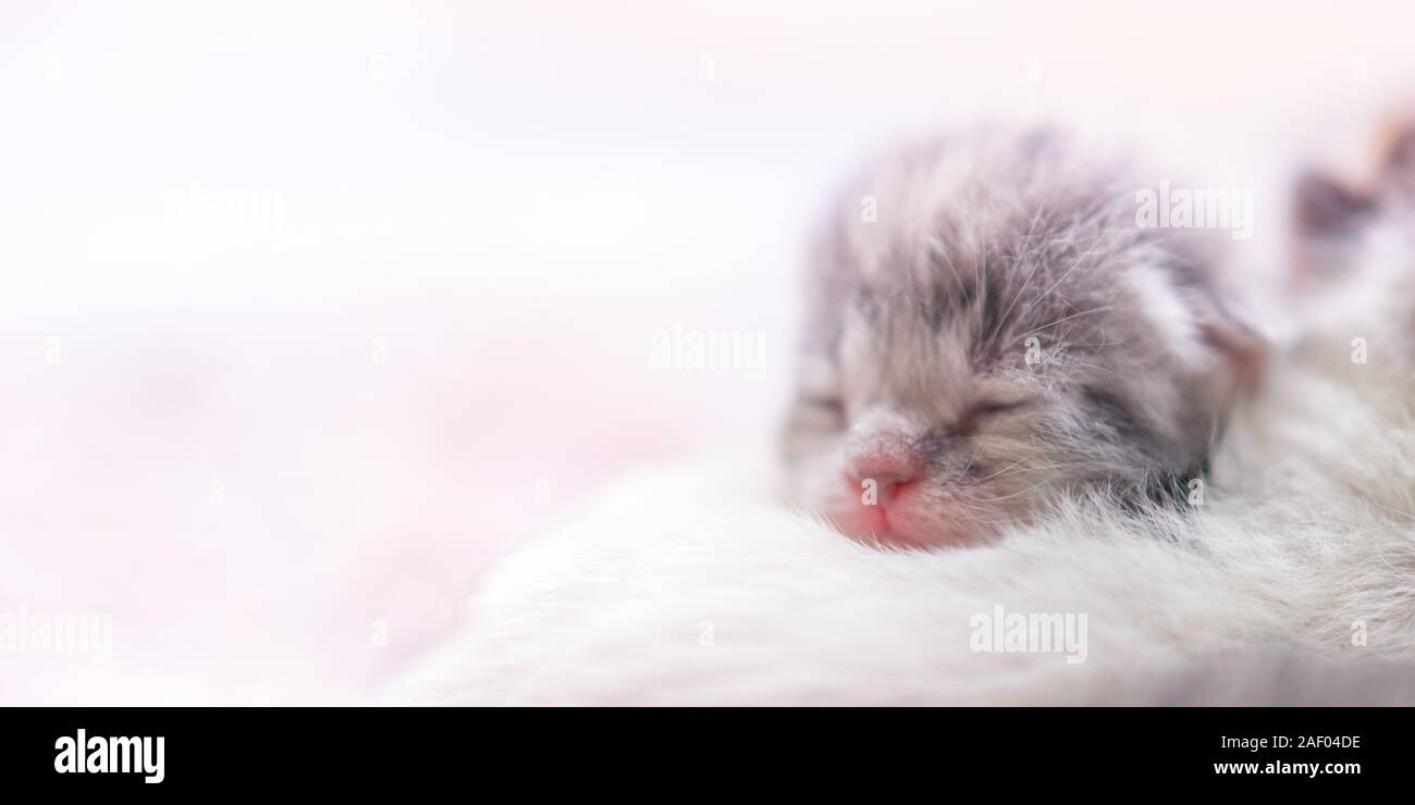 Cute newborn kitten sleeping, baby animal sleep Stock Photo Alamy