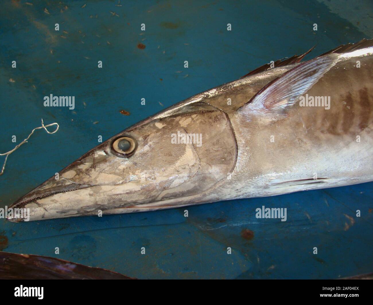 Narrow barred spanish mackerel hires stock photography and images Alamy