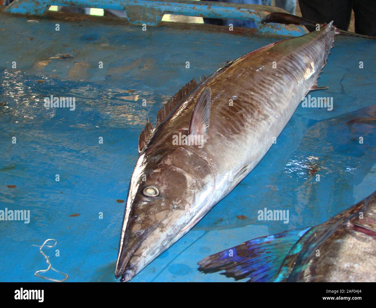 Spanish Mackerel High Resolution Stock Photography and Images Alamy