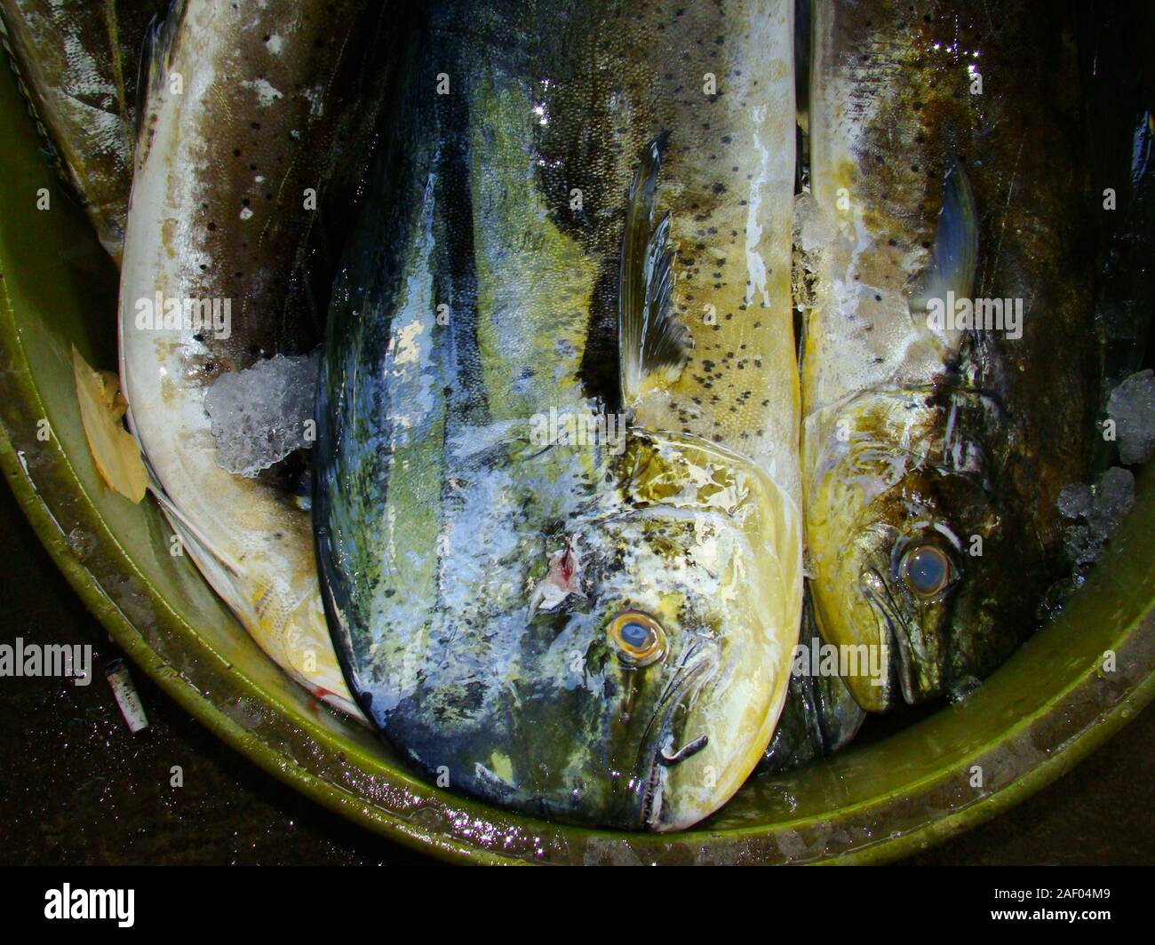 Juvenile mahi mahi or dorado (Coryphaena hippurus), in a fish stall in