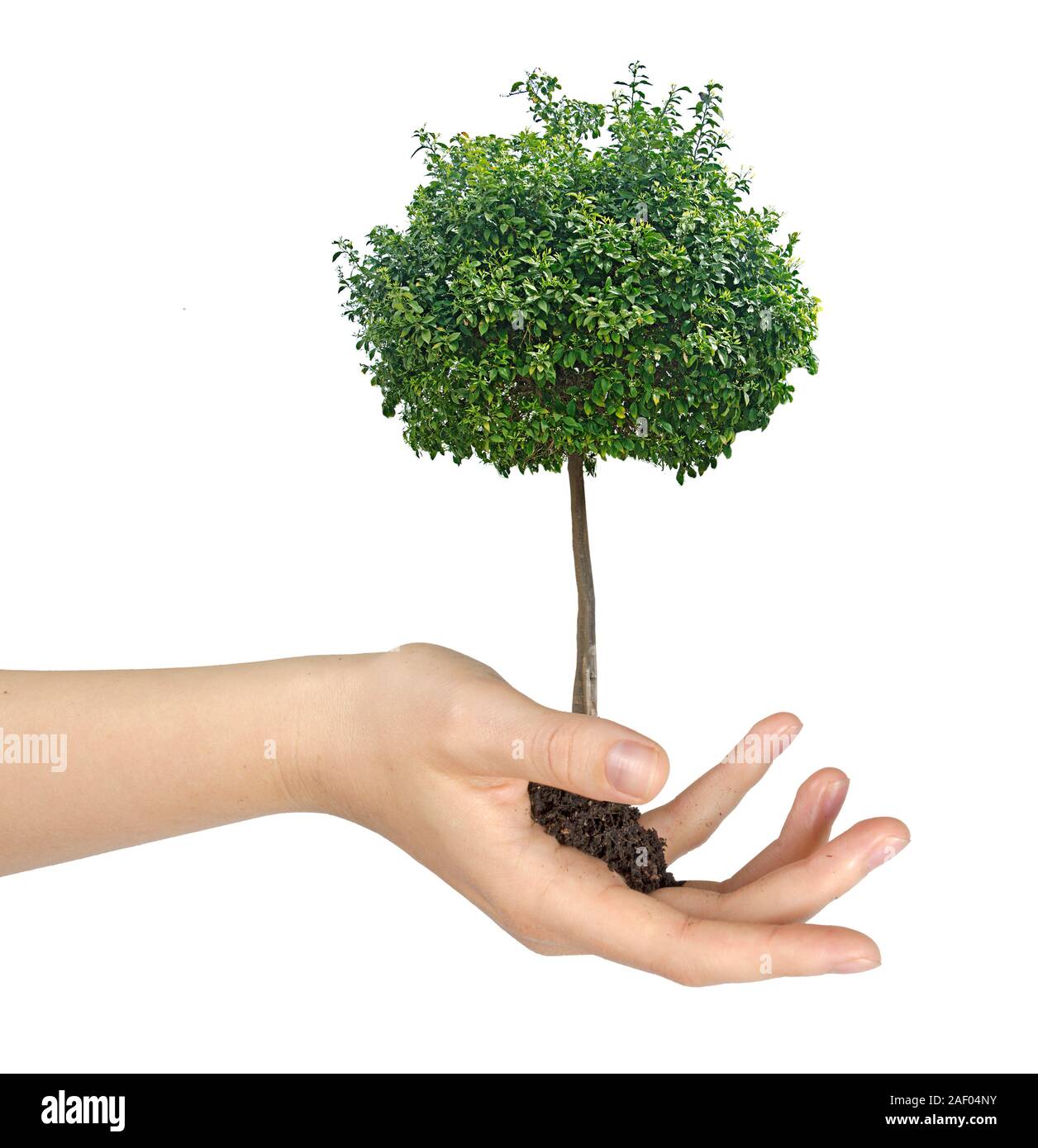 tree in hand Stock Photo - Alamy